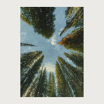 viandora-banff-canopy-acquerello-poster-1x1