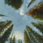 viandora-banff-canopy-acquerello-poster-dettaglio-1x1