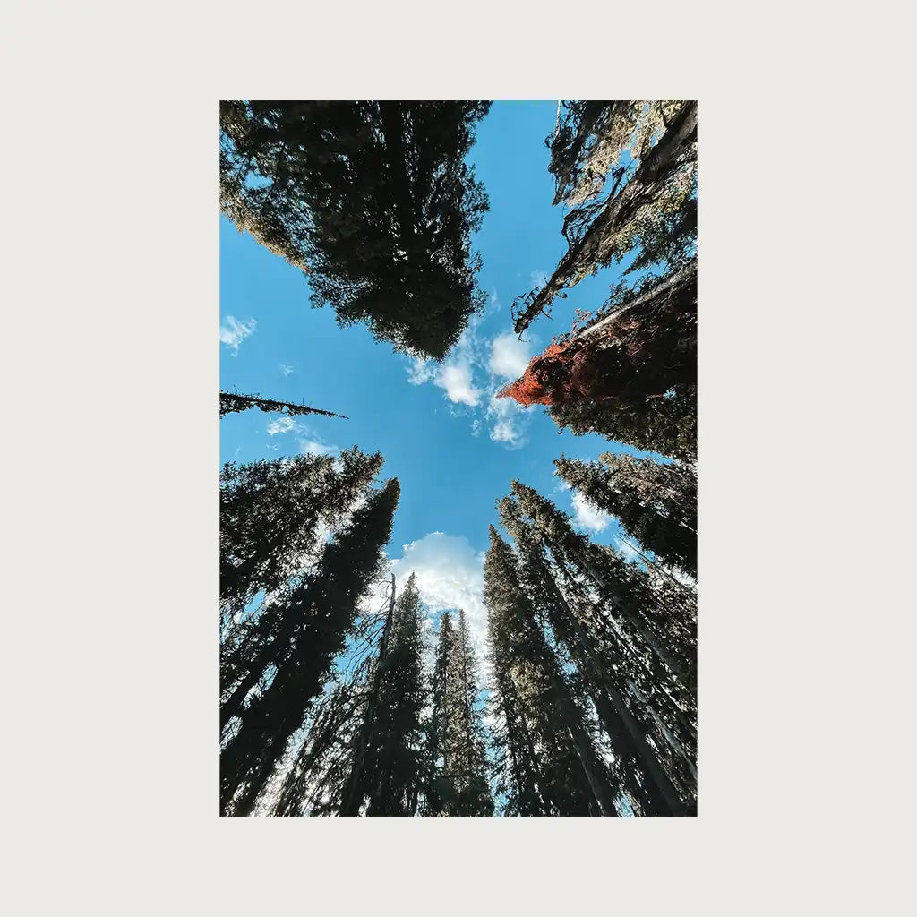 viandora-banff-canopy-foto-canada