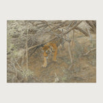 viandora-bengal-tiger-acquerello-poster-1x1