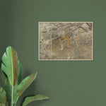 viandora-bengal-tiger-acquerello-poster-con-cornice-ambiente-a-1x1