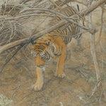 viandora-bengal-tiger-acquerello-poster-dettaglio-1x1