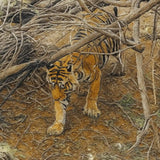 viandora-bengal-tiger-acrilico-tela-dettaglio-1x1
