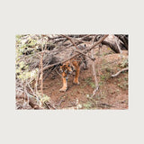 Bengal Tiger – Journal