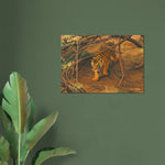 viandora-bengal-tiger-poster-moderno-ambiente-a-1x1