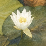 viandora-shirakawa-lotus-acquerello-poster-dettaglio-1x1