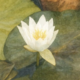 viandora-shirakawa-lotus-acquerello-poster-dettaglio-1x1