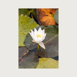 Shirakawa Lotus – Spiral Notebook